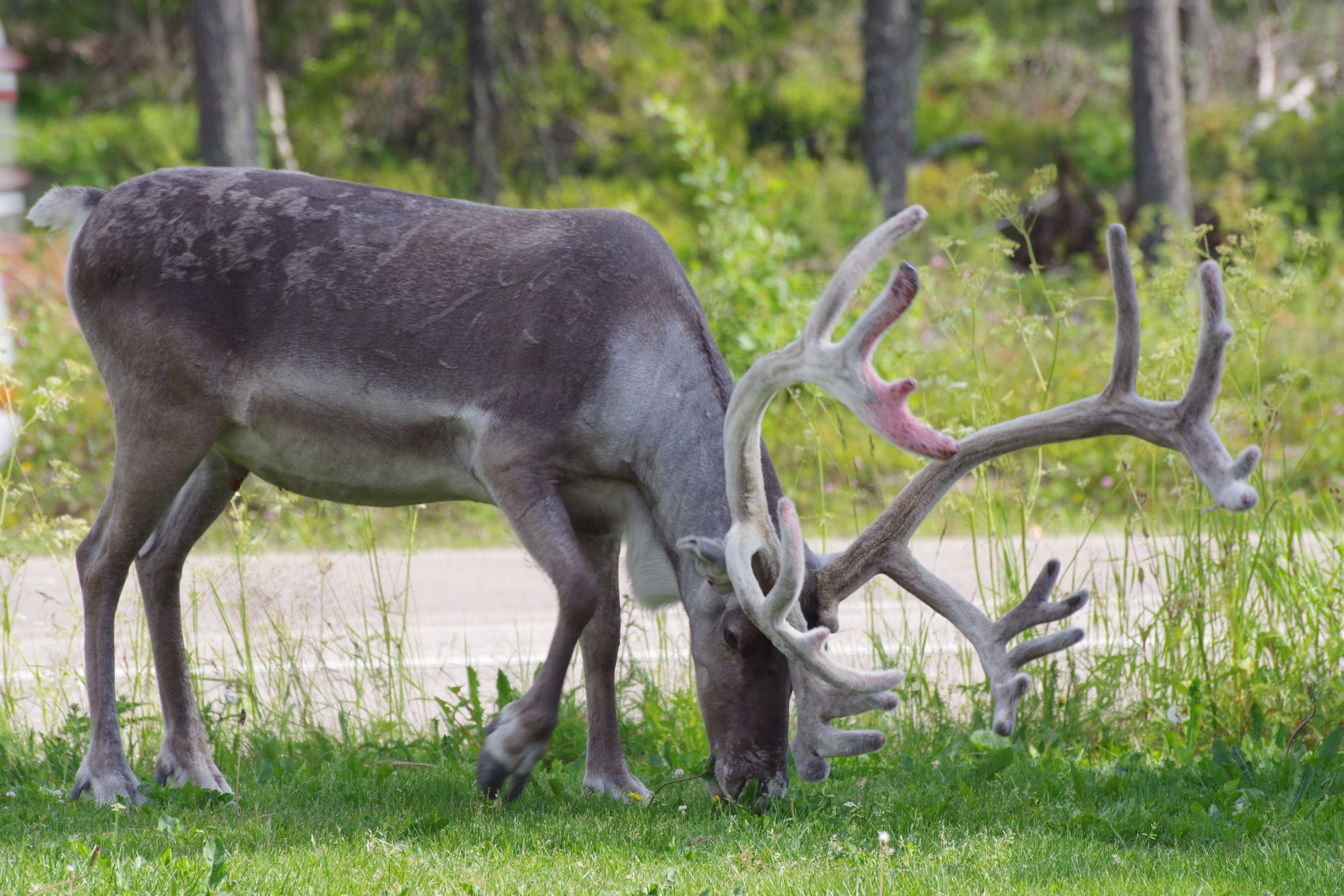 Giorno 7: Rovaniemi – Olderfjord